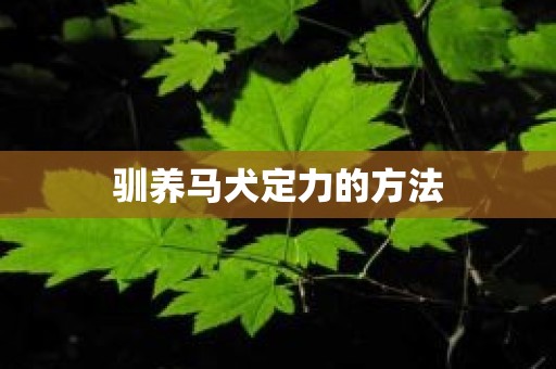 驯养马犬定力的方法