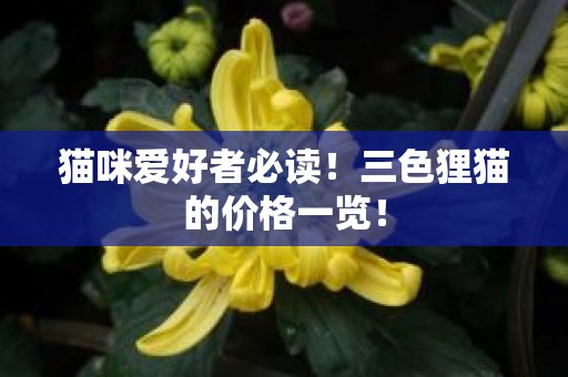 猫咪爱好者必读！三色狸猫的价格一览！