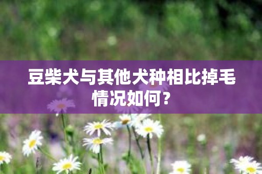 豆柴犬与其他犬种相比掉毛情况如何？