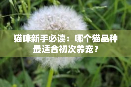 猫咪新手必读：哪个猫品种最适合初次养宠？