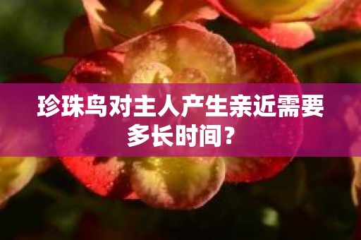 珍珠鸟对主人产生亲近需要多长时间？