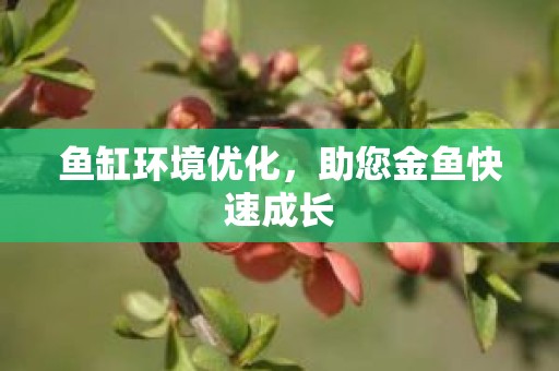 鱼缸环境优化，助您金鱼快速成长