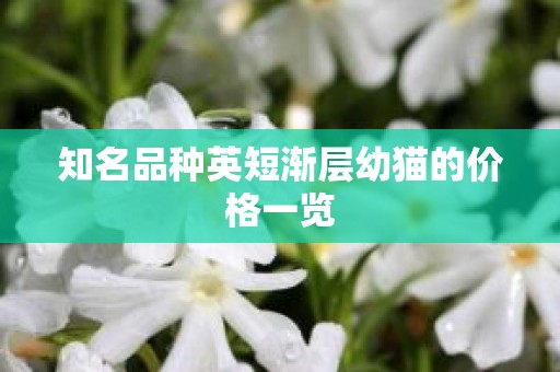 知名品种英短渐层幼猫的价格一览