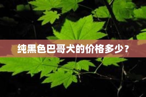 纯黑色巴哥犬的价格多少？
