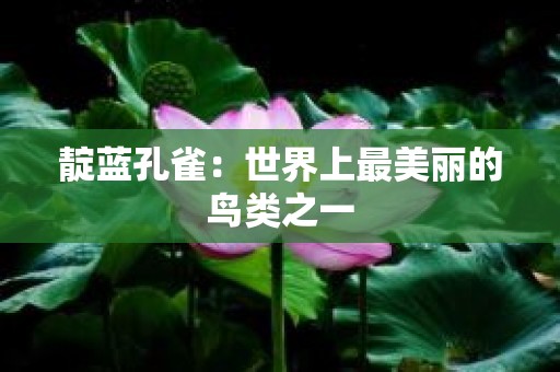 靛蓝孔雀：世界上最美丽的鸟类之一