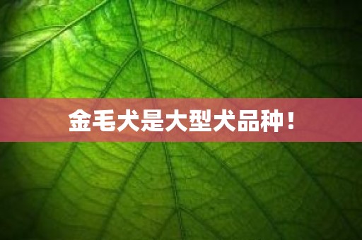 金毛犬是大型犬品种！