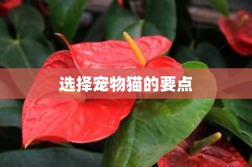 选择宠物猫的要点