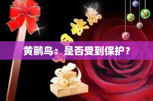 黄鹂鸟：是否受到保护？