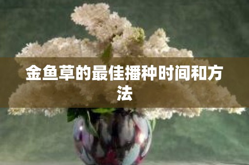 金鱼草的最佳播种时间和方法