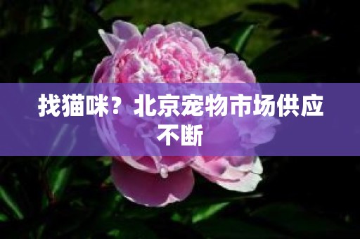 找猫咪？北京宠物市场供应不断