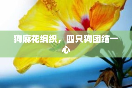 狗麻花编织，四只狗团结一心