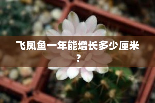 飞凤鱼一年能增长多少厘米？