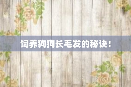 饲养狗狗长毛发的秘诀！