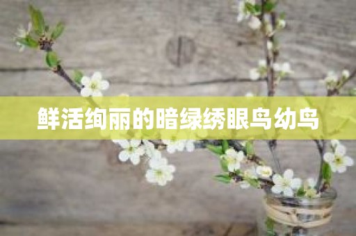 鲜活绚丽的暗绿绣眼鸟幼鸟