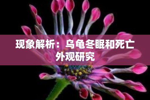 现象解析：乌龟冬眠和死亡外观研究