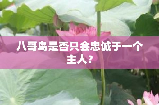 八哥鸟是否只会忠诚于一个主人？