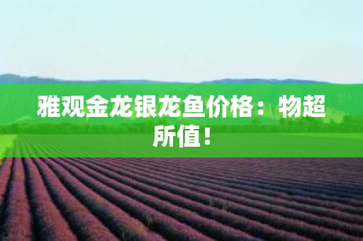雅观金龙银龙鱼价格：物超所值！