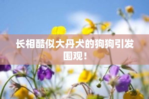 长相酷似大丹犬的狗狗引发围观！