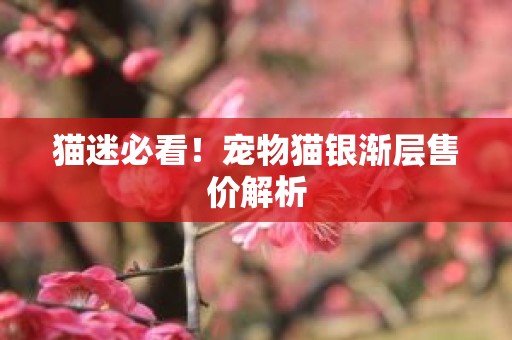 猫迷必看！宠物猫银渐层售价解析