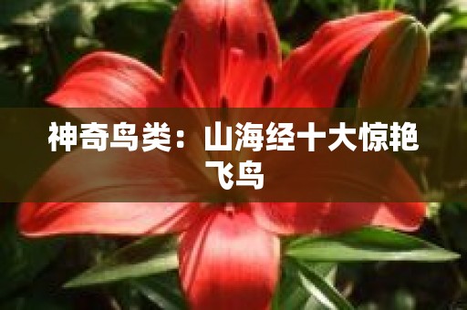 神奇鸟类：山海经十大惊艳飞鸟