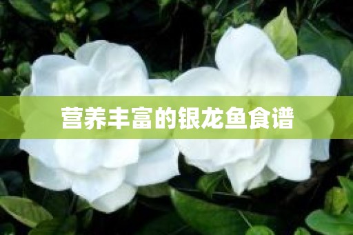 营养丰富的银龙鱼食谱
