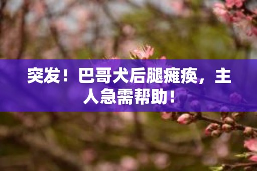 突发！巴哥犬后腿瘫痪，主人急需帮助！