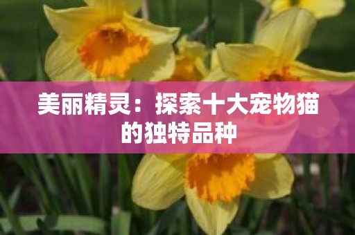 美丽精灵：探索十大宠物猫的独特品种