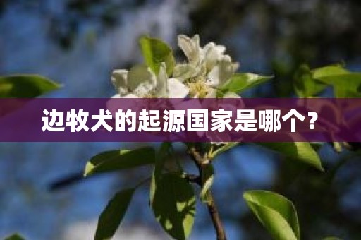 边牧犬的起源国家是哪个？