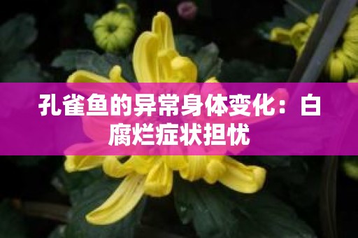 孔雀鱼的异常身体变化：白腐烂症状担忧