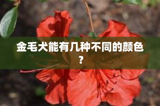 金毛犬能有几种不同的颜色？