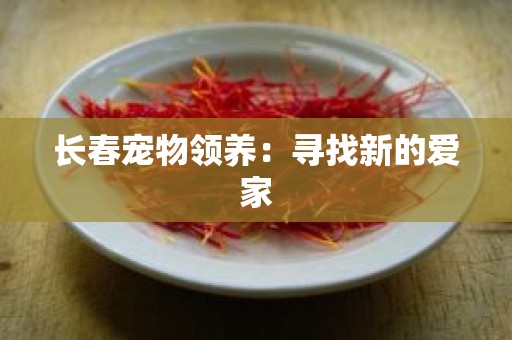 长春宠物领养：寻找新的爱家