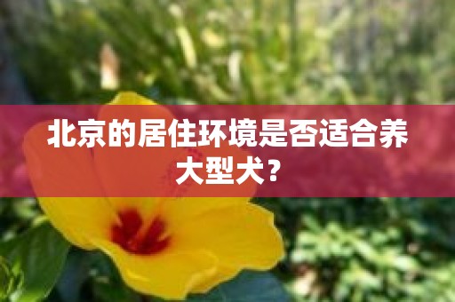 北京的居住环境是否适合养大型犬？
