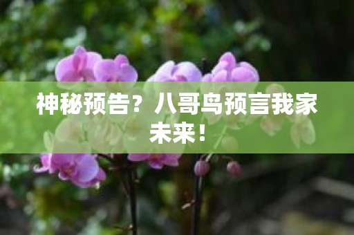 神秘预告？八哥鸟预言我家未来！