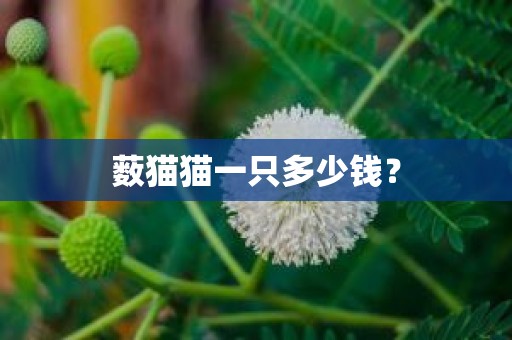 薮猫猫一只多少钱？