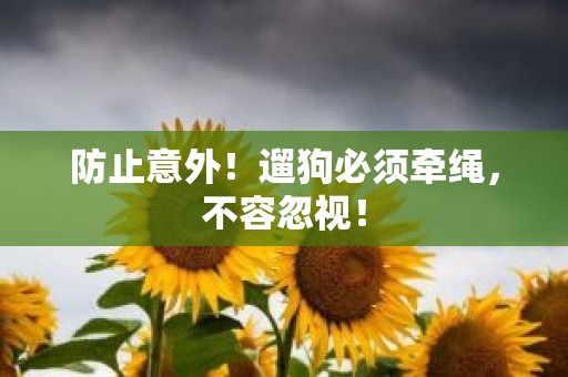 防止意外！遛狗必须牵绳，不容忽视！