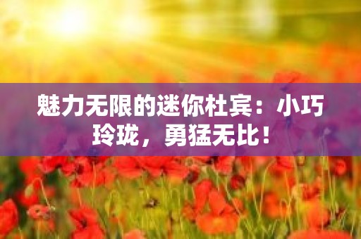 魅力无限的迷你杜宾：小巧玲珑，勇猛无比！