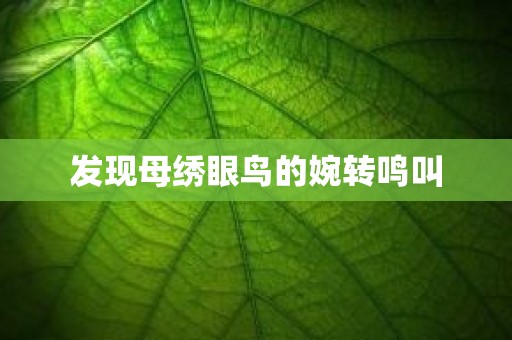 发现母绣眼鸟的婉转鸣叫