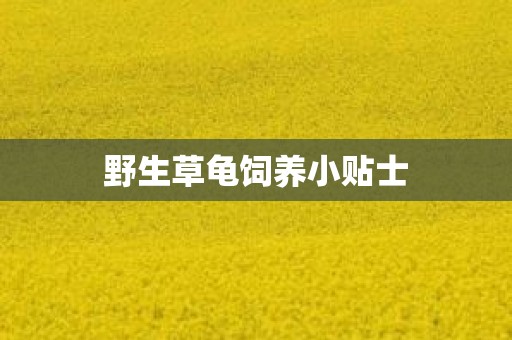 野生草龟饲养小贴士