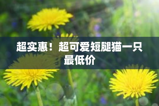 超实惠！超可爱短腿猫一只最低价