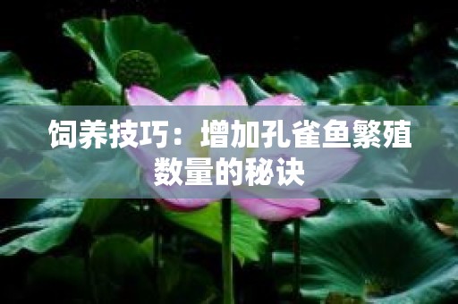 饲养技巧：增加孔雀鱼繁殖数量的秘诀