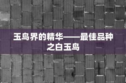 玉鸟界的精华——最佳品种之白玉鸟