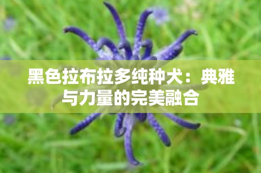 黑色拉布拉多纯种犬：典雅与力量的完美融合