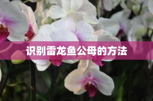 识别雷龙鱼公母的方法