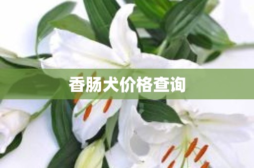 香肠犬价格查询