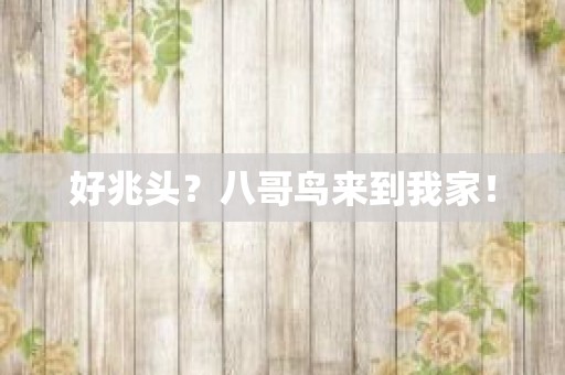 好兆头？八哥鸟来到我家！