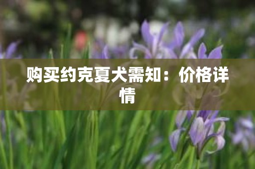 购买约克夏犬需知：价格详情
