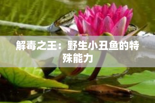 解毒之王：野生小丑鱼的特殊能力