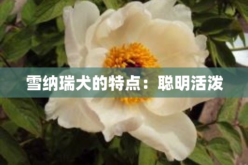 雪纳瑞犬的特点：聪明活泼