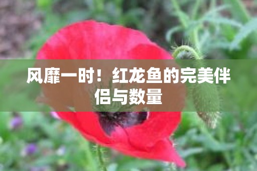 风靡一时！红龙鱼的完美伴侣与数量