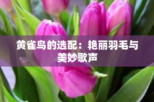 黄雀鸟的选配：艳丽羽毛与美妙歌声